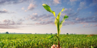 ARTIGO – Seguro Rural x Seguro Agrícola: entenda a diferença entre um e outro e suas implicações jurídicas