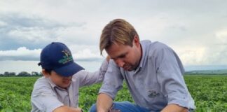 Amendoim e cana-de-açúcar: rotação de culturas atrai produtores