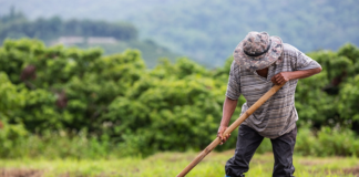 Governo retoma financiamento do Pronaf e disponibiliza cerca de R$ 2,8 bilhões referente ao Plano Safra 2021/2022