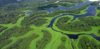 Floresta+ Agro: programa apresentado na Abag tem foco em APP e reserva legal