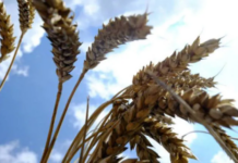 Abitrigo, em nota oficial, comenta relação entre o conflito entre Rússia e Ucrânia e os impactos no mercado brasileiro