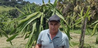 Cafeicultor aproveita entressafra do café para cultivar frutas exóticas