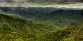 RNA é uma forma de recuperar a vegetação nativa com bom custo-benefício e de se adequar ao Código Florestal, mostra estudo