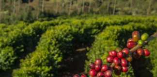 Manejo da cultura do café responde por novo programa de fabricante de defensivos agrícolas