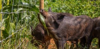 Tecnologias para proteção de patrimônio rural e eletrificação de cercamentos são destaques