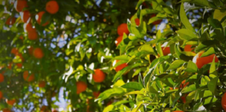 Biossoluções e protetores vegetais eficazes para diferentes cultivos