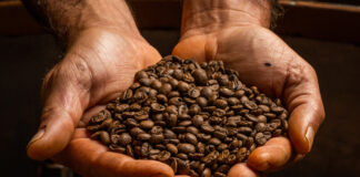 Fungos podem causar perdas de até 50% da produção de café, informa Sindiveg