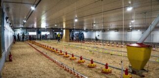 Ambiência animal é tema de estande na 21ª AveSui