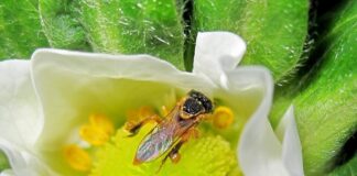 Abelhas sem ferrão produzem mel e ajudam na sustentabilidade da agricultura brasileira