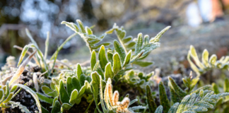 Consultor orienta sobre prejuízos na lavoura resultantes de baixas temperaturas e geadas