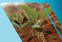 Importância do manejo na construção do perfil do solo