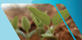 Importância do manejo na construção do perfil do solo