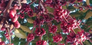 Com 87,1% da produção cafeeira nacional, Região Sudeste deverá obter faturamento bruto de R$ 54,8 bilhões