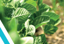 Boro: um micronutriente que reduz a toxidade de alumínio em plantas