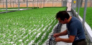 Ferramentas digitais gratuitas e soluções inovadoras: instrumentos de fabricante de fertilizantes especiais para manter e expandir mercado