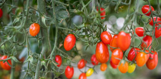 Produtividade e qualidade do tomate e da batata são potencializadas por tecnologias da ICL
