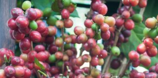 Funcafé: Mapa define direcionamento de recursos e destina R$ 6 bilhões para a safra 2022-2023
