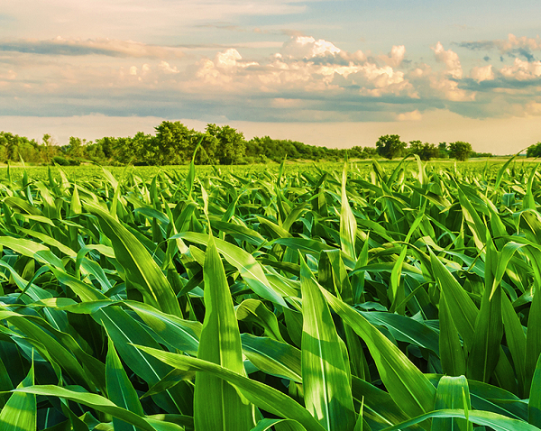 Herbicida Xeque Mate - IHARA Defensivos Agrícolas