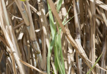 Programa Nutricional Supera Cana: solução da ICL atende todas as fases da cultura