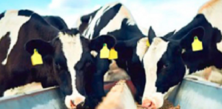 Nutrição animal e vegetal: foco da ICL em evento do setor leiteiro