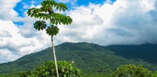 Reserva Legal: assunto obrigatório para proprietários rurais