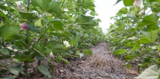 Pequenos e médios produtores terão acesso a financiamentos com juros menores