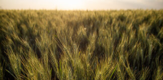 Instituições financeiras se movimentam para o crédito agrícola