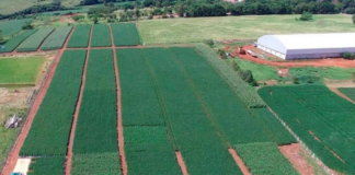 Centro de pesquisa em nutrição de plantas da ICL é credenciado pelo Mapa