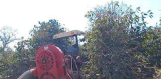 Varrição: processo de manejo que mantém a broca afastada da lavoura de café