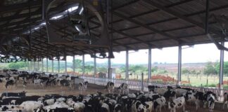Fazendas de leite agora serão certificadas em biosseguridade