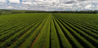 Agricultura regenerativa e orgânicos como iniciativas para proteger o meio ambiente e o futuro do café
