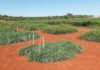 Embrapa fornece material genético de pastagens para Banco Mundial de Sementes
