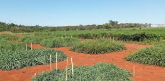 Embrapa fornece material genético de pastagens para Banco Mundial de Sementes