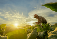 ARTIGO – Tendências tecnológicas para o agronegócio ganhar ainda mais relevância em 2023