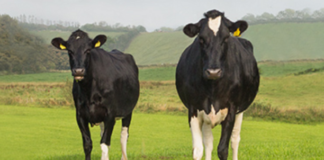 Mastite: prevenir potencializa ganhos