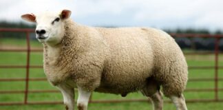 35º Show Rural – Ovinos estarão presentes com o melhor das raças