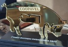 Coopavel vai premiar no Show Rural melhores criadores de suínos de 2022