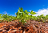 Show Rural Coopavel – BASF lança fungicida para soja com ingrediente ativo e apresenta novidades em agricultura digital