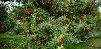 Investimento estimula crescimento e cria novos produtos para o agro