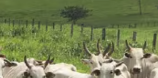 Censo de Confinamento: dados preliminares de 2023 indicam ao redor de 7 milhões de bovinos