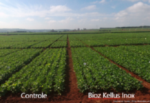 Novo quelato com bioatividade comprovada e biodegradável no solo é novidade da ICL