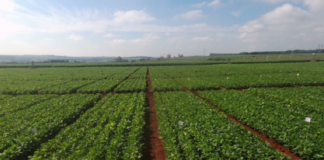 Novo quelato com bioatividade comprovada e biodegradável no solo é novidade da ICL