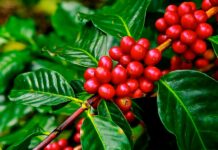 Métricas de sustentabilidade para o café brasileiro: tema de protocolo entre Embrapa e UPL