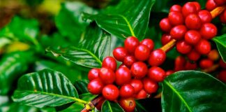 Métricas de sustentabilidade para o café brasileiro: tema de protocolo entre Embrapa e UPL