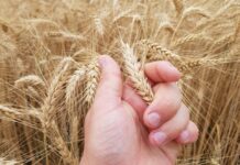 Nova geração na gestão dos negócios é destaque em edição comemorativa do Congresso Abitrigo