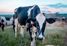 Cadeia do Leite ganha programas de treinamento e conteúdos educativos