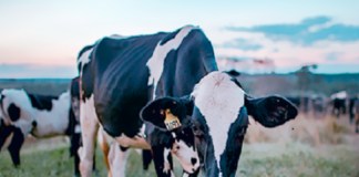 Cadeia do Leite ganha programas de treinamento e conteúdos educativos