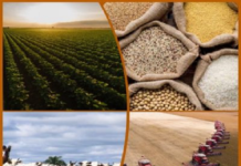 Recordes de produção de lavouras elevam previsão do Valor da Produção Agropecuária a R$ 1,159 trilhão em 2023