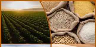 Recordes de produção de lavouras elevam previsão do Valor da Produção Agropecuária a R$ 1,159 trilhão em 2023