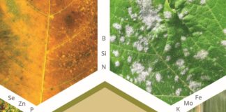 “Nutrição Mineral e Doença de Planta”: edição traduzida para o português, revisada e atualizada, comemora 20 anos de fundação da Abisolo